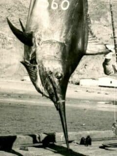 records of the biggest fish ever caught