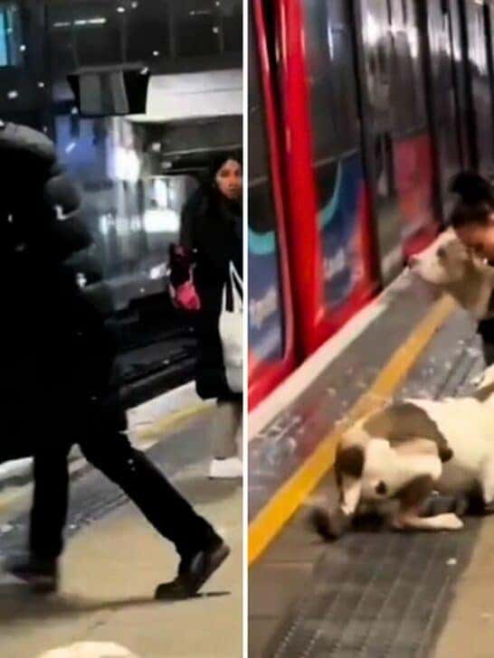 Watch: XL Bully Attacks Good Samaritan Almost Falling on Train Tracks