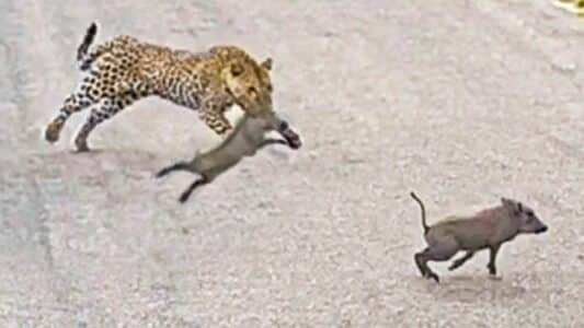 Hungry Leopard Snatches Warthog Babies for a Snack