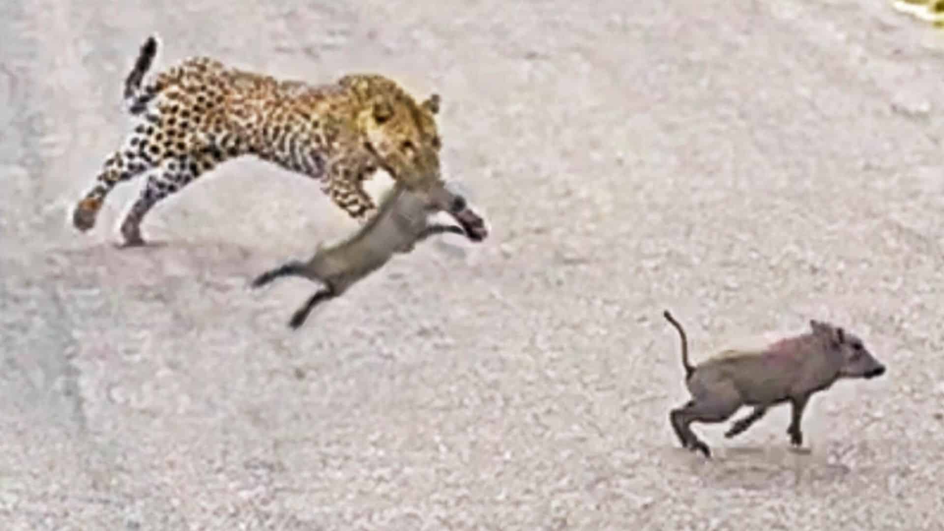 leopard snatches warthog babies