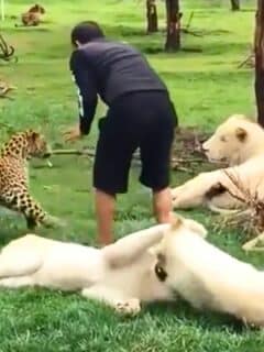 leopard stops tiger