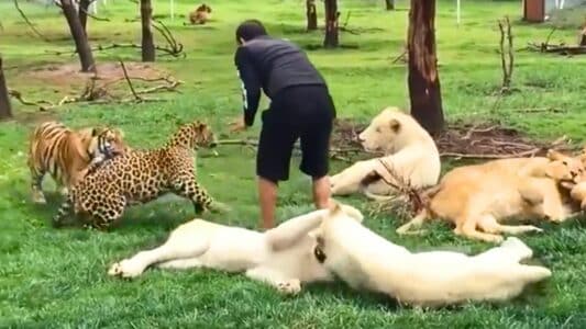 Leopard Stops Tiger from Attacking Man