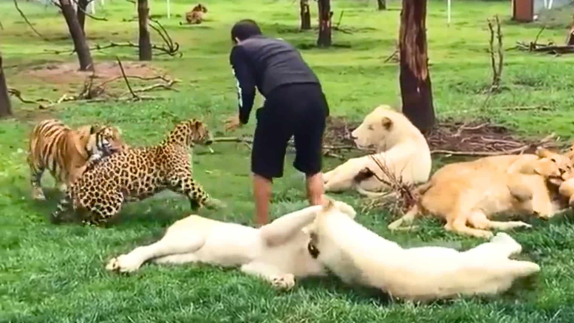 Нападение животных. Ягуар нападает на человека. Леопард нападает на человека. Леопарды нападают на людей.