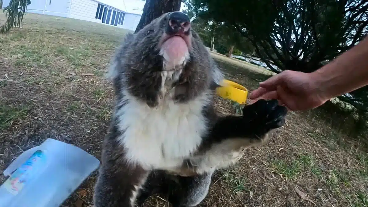 overly friendly koala