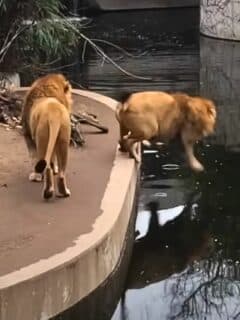 lion tries to look cool