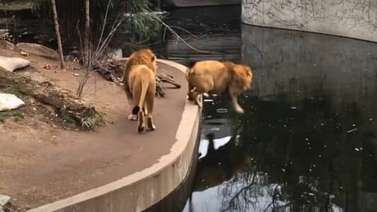 Lion Shows Off But Fails