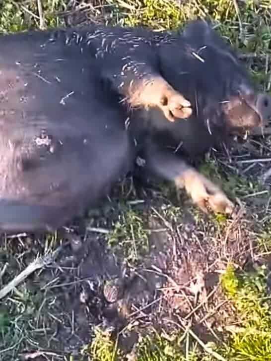 Farmer Finds His Drunk Pig Passed Out