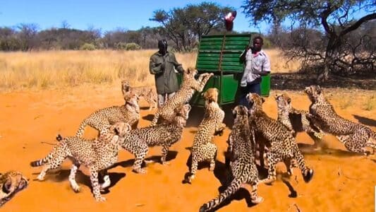 The Incredible Sight of Over 30 Cheetahs Being Fed