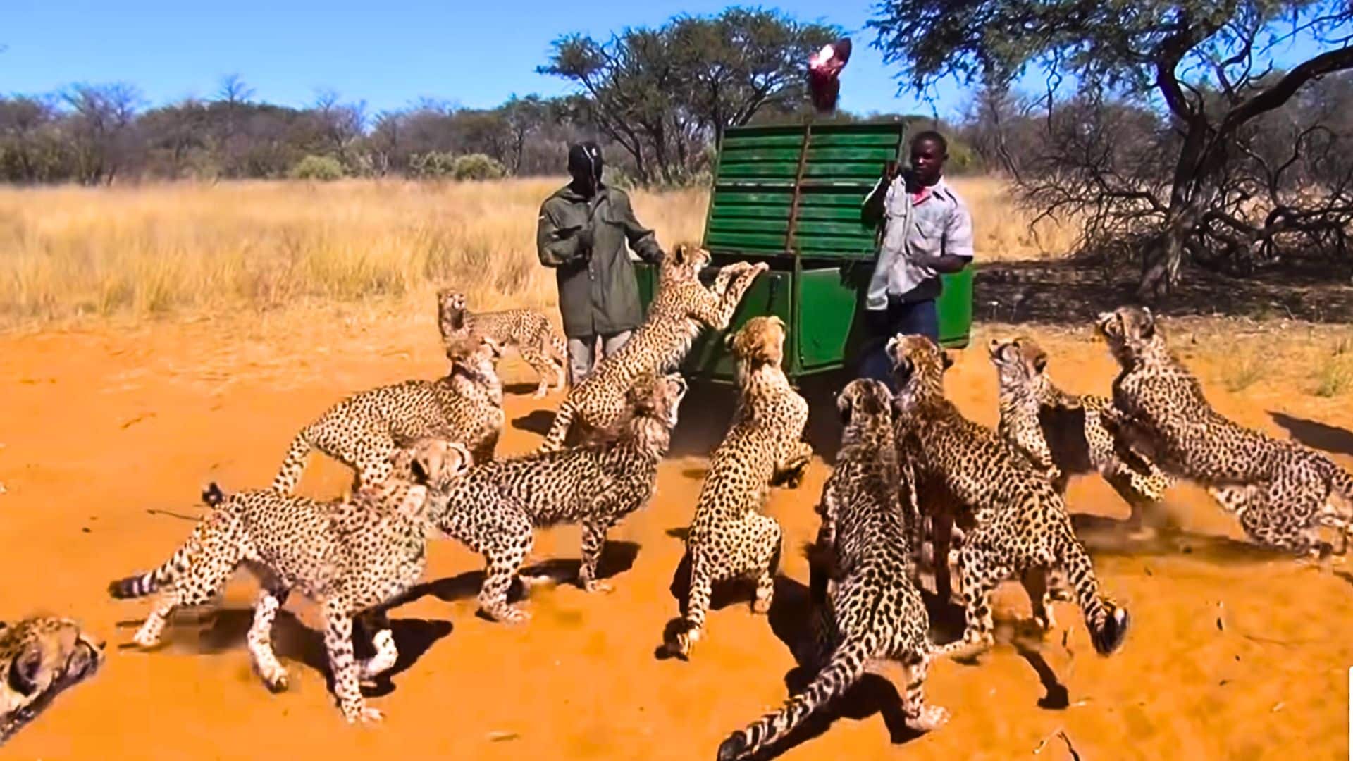 cheetahs being fed