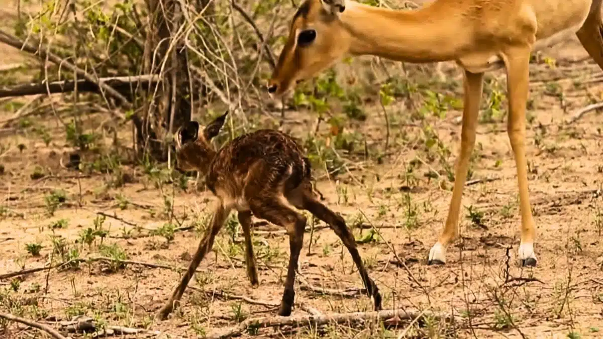 baby impala learns how to walk