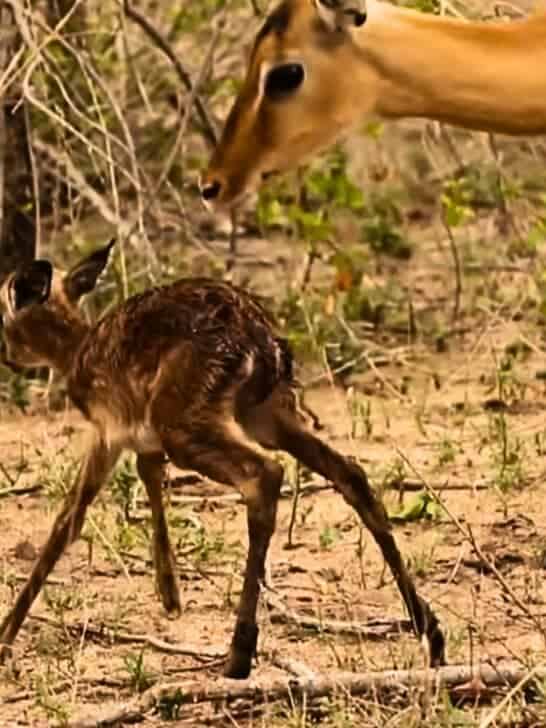 Watch: Baby Impala Learns How to Walk