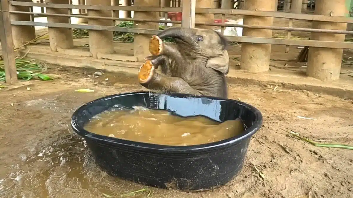 baby elephant has his first bath ever
