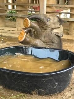 baby elephant has his first bath ever