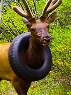 elk stuck inside tire