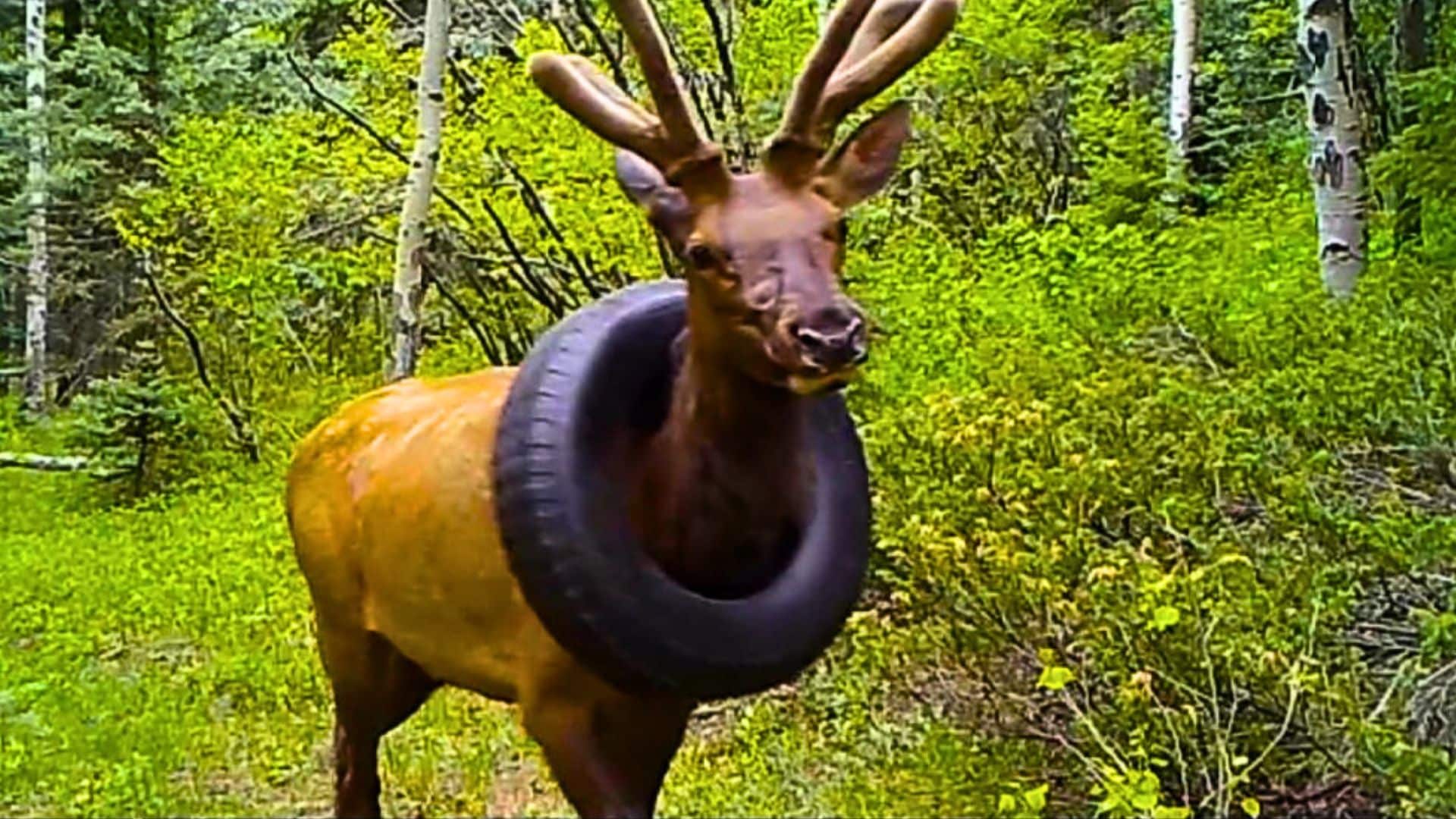 elk stuck inside tire