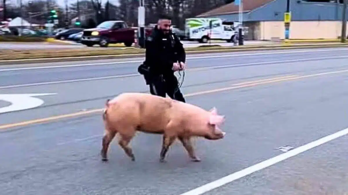 pig involved in police chase