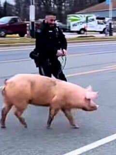 pig involved in police chase