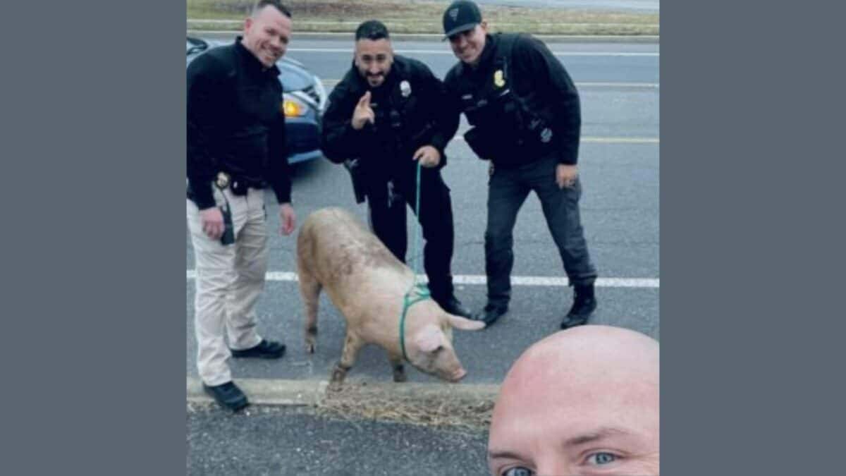 pig captured after 30 minute police chase
