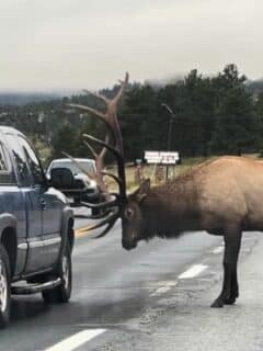 elk ramming cars