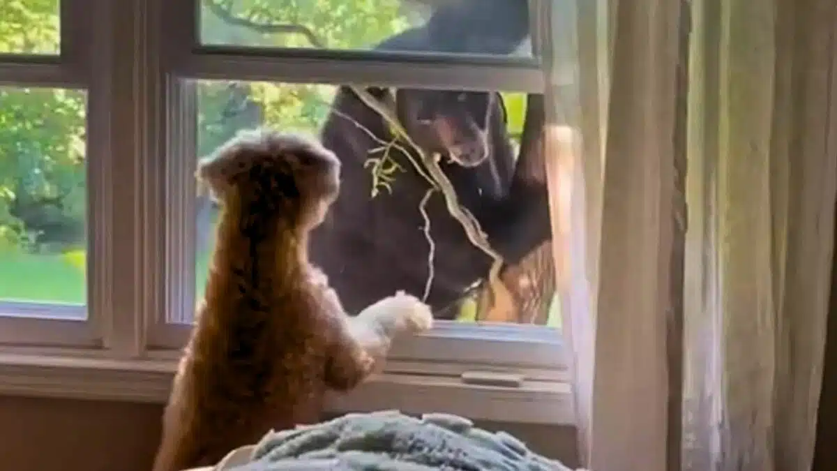 dog and bear have staring contest