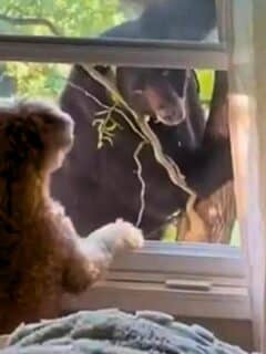 dog and bear have staring contest