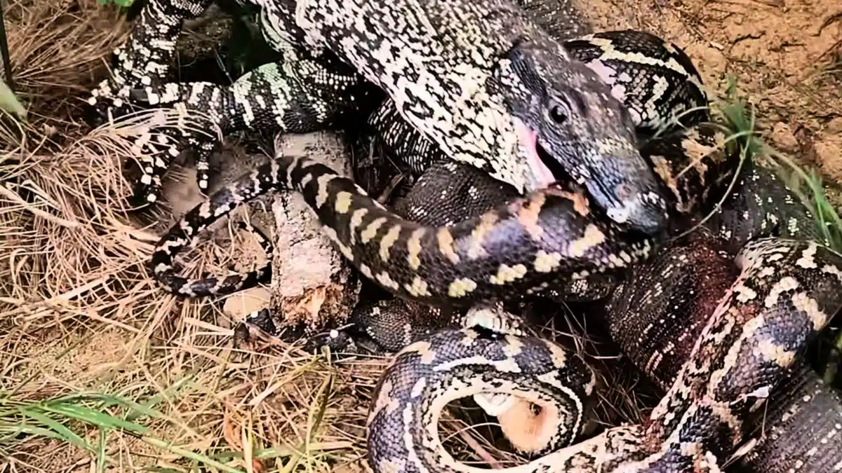 Python and Monitor Lizard Fight to Death - Animals Around The Globe