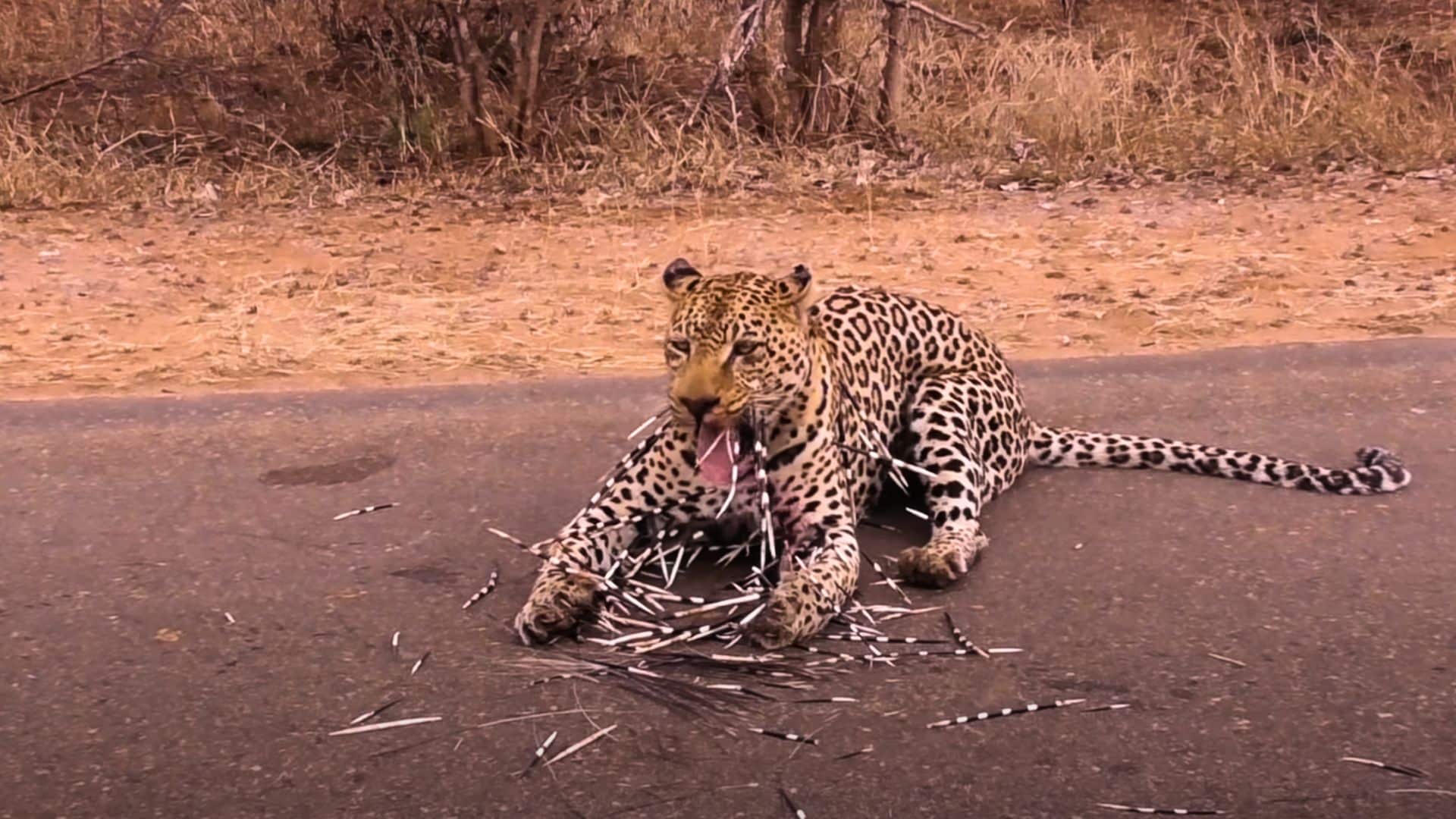 leopard recovering from porcupine fight