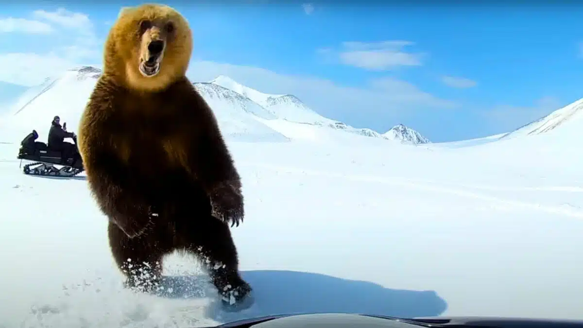 bear encounter during snowmobile ride