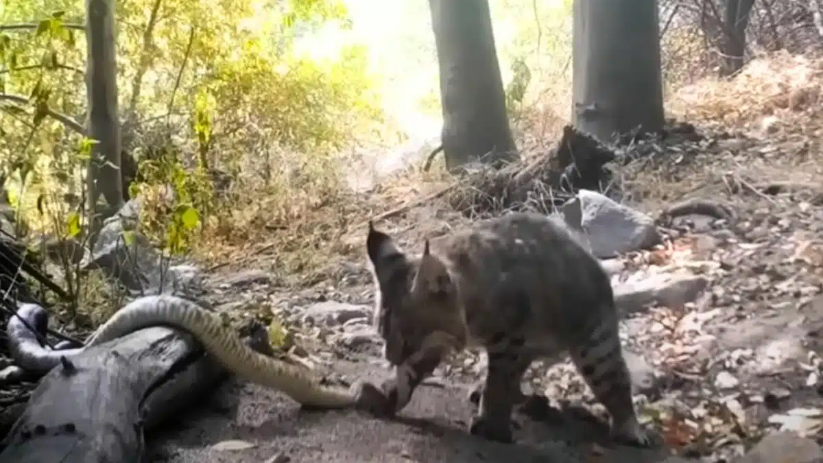 bobcat attacks and kills rattlesnake