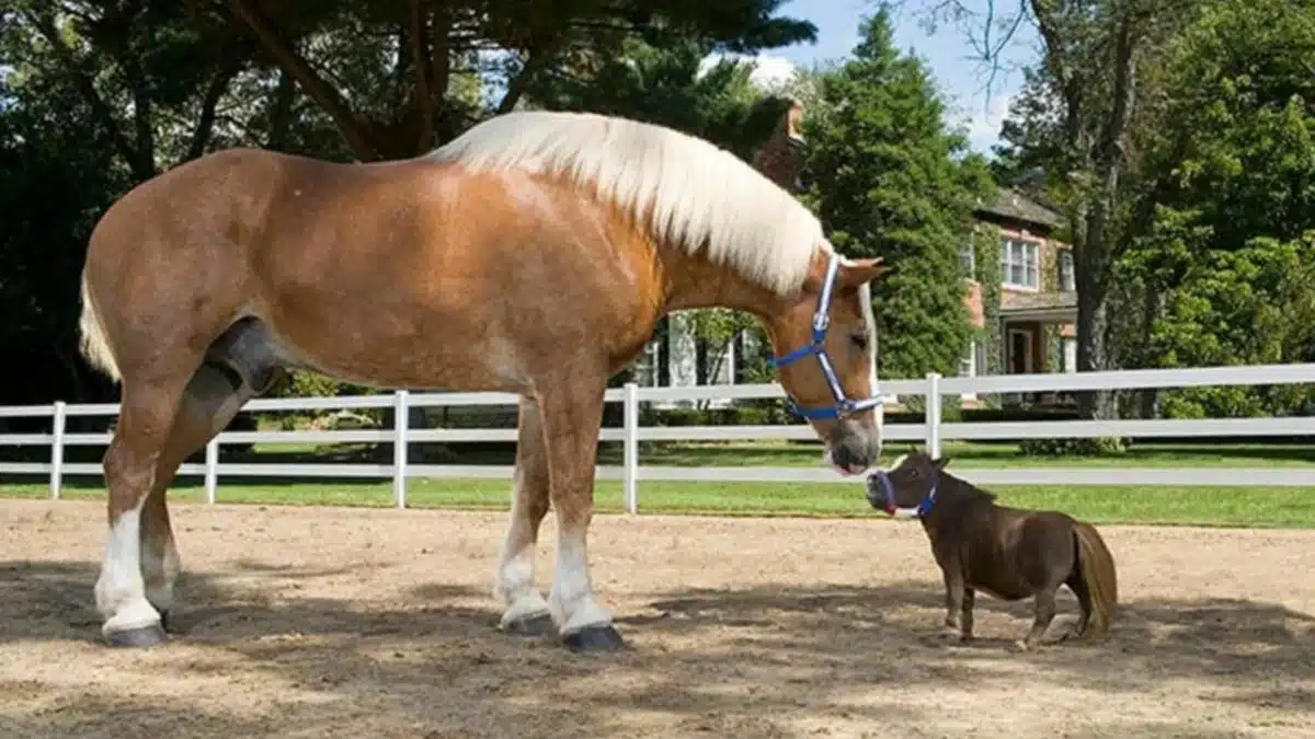 the world's smallest horse