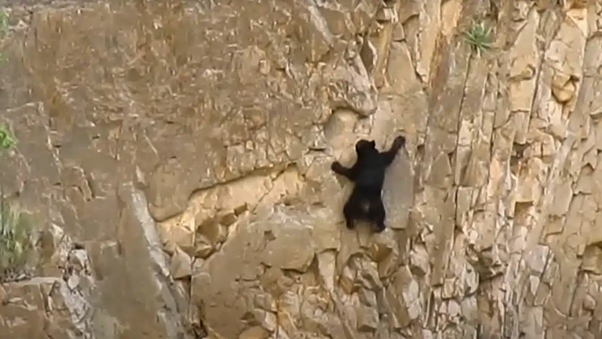 bear climbing vertical wall