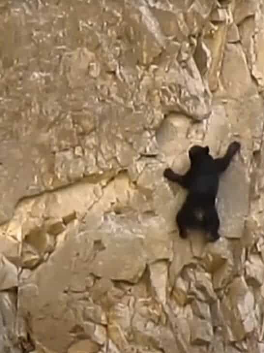 Baby Bear and Its Mom Risk Their Lives Climbing Vertical Wall