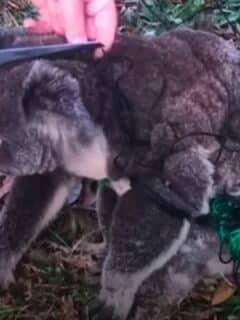 entangled koala rescued by woman