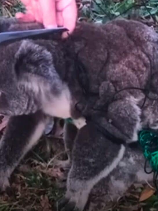Discover the Sweet Reaction of an Entangled Koala Rescued by Woman