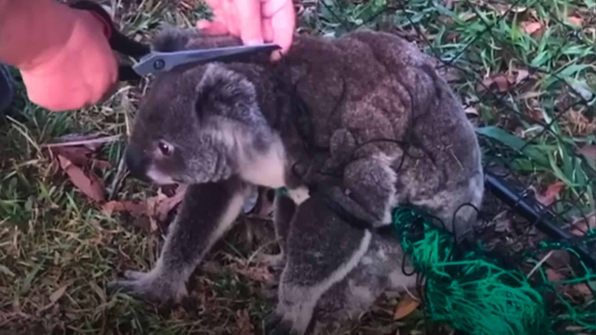 entangled koala rescued by woman