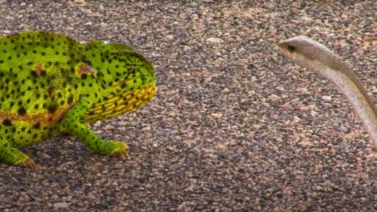 Snake Vs. Chameleon Fight Ends In a Surprising Way