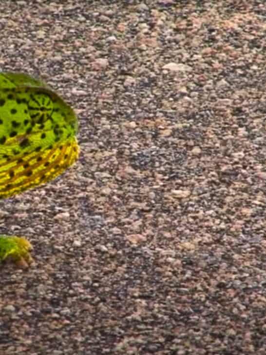 Snake Vs. Chameleon Fight Ends In a Surprising Way