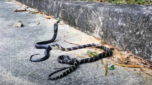 Watch: What Happens When Two Of The Deadliest Snakes in the World Meet