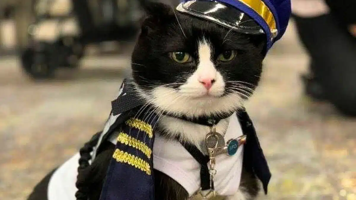 San Francisco Airport hires cat