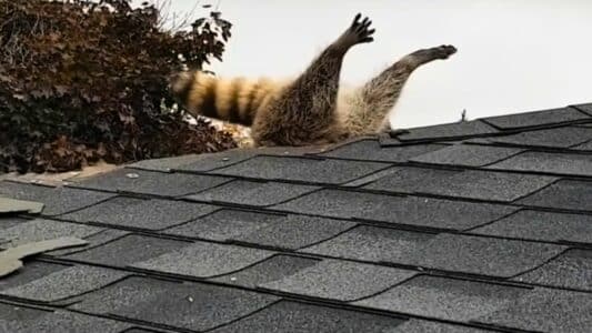 Breaking and Entering Raccoon Gets Stuck in Roof