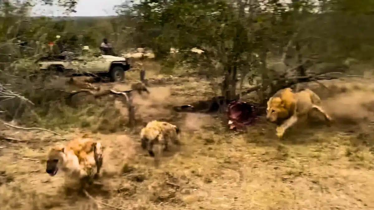 lion attacks hyena