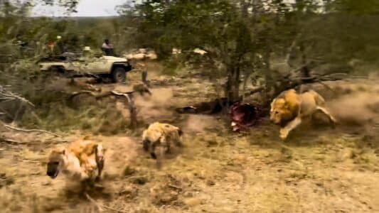 Lion Attacks Hyena Under Watchful Eye of Safari Vehicle