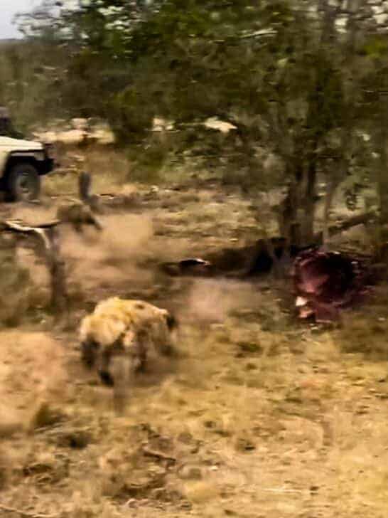 Watch: Lion Attacks Hyena Right In Front of Safari Vehicle