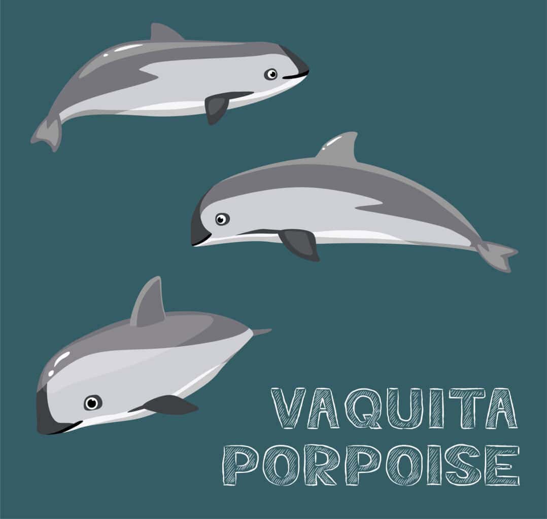 Vaquita Porpoise illustration
