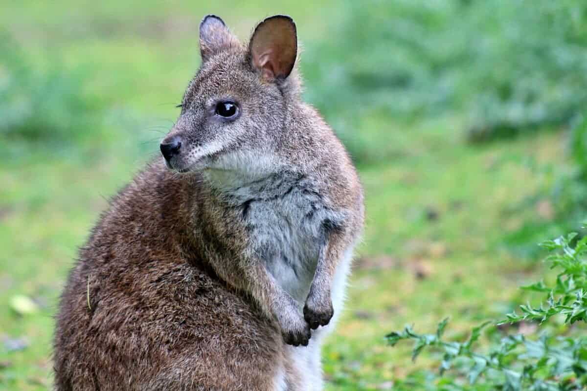 Wallaby standing on grass 