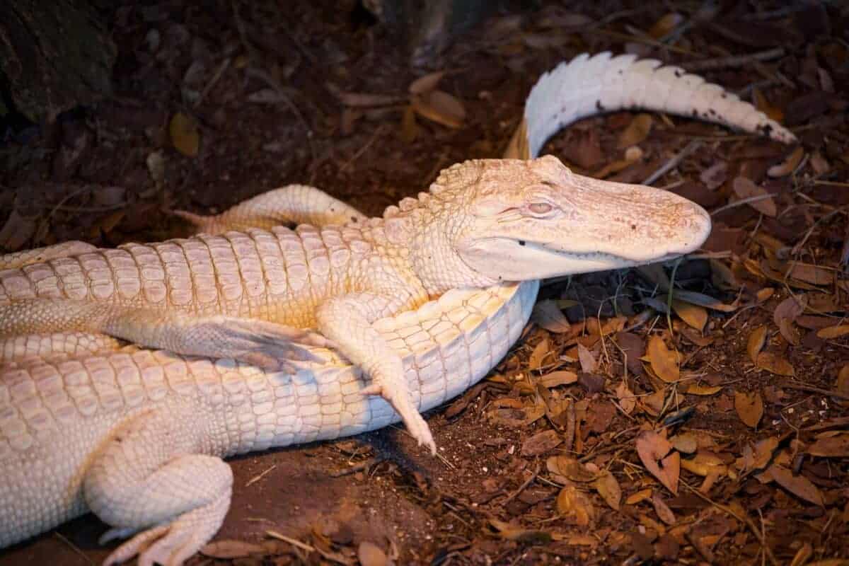 White leucistic alligator