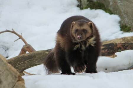 Top 10 Animals in Russia