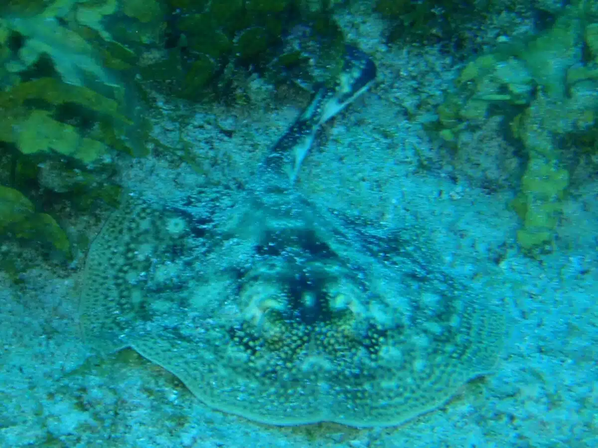 Yellow stingray