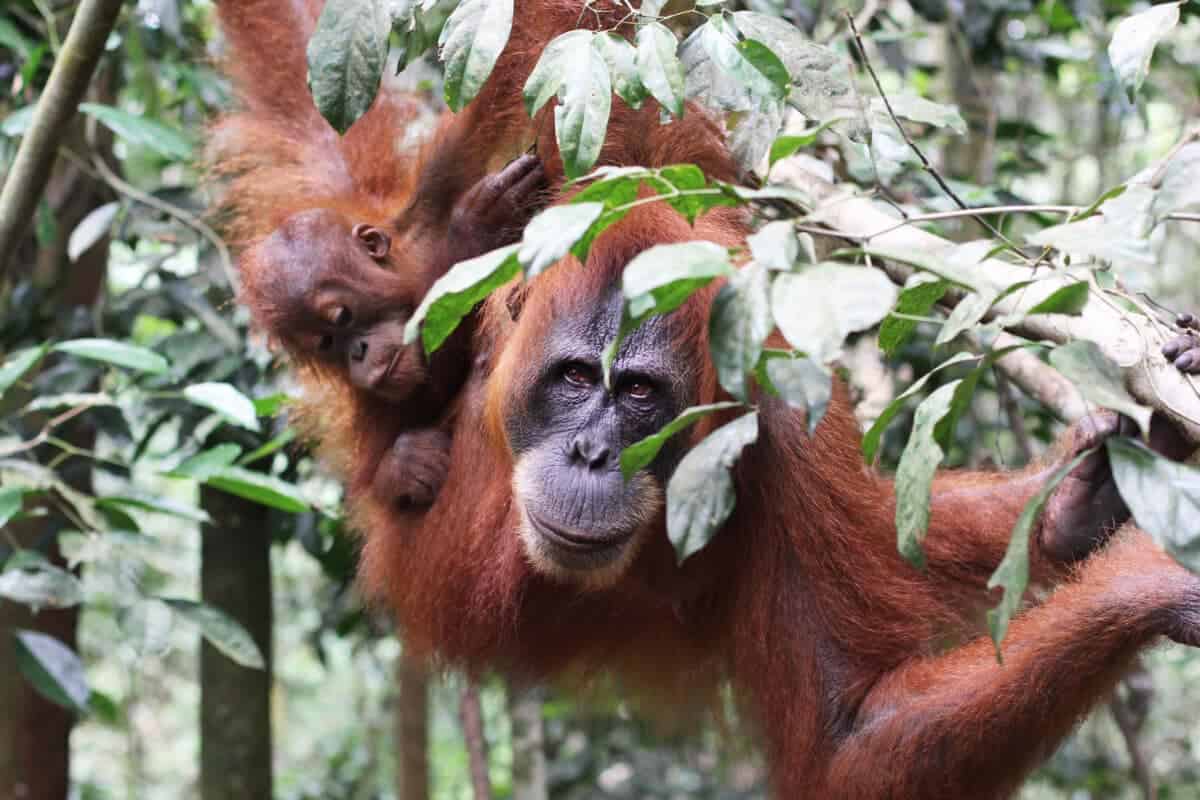 Orangutan  hanging on a branch 
