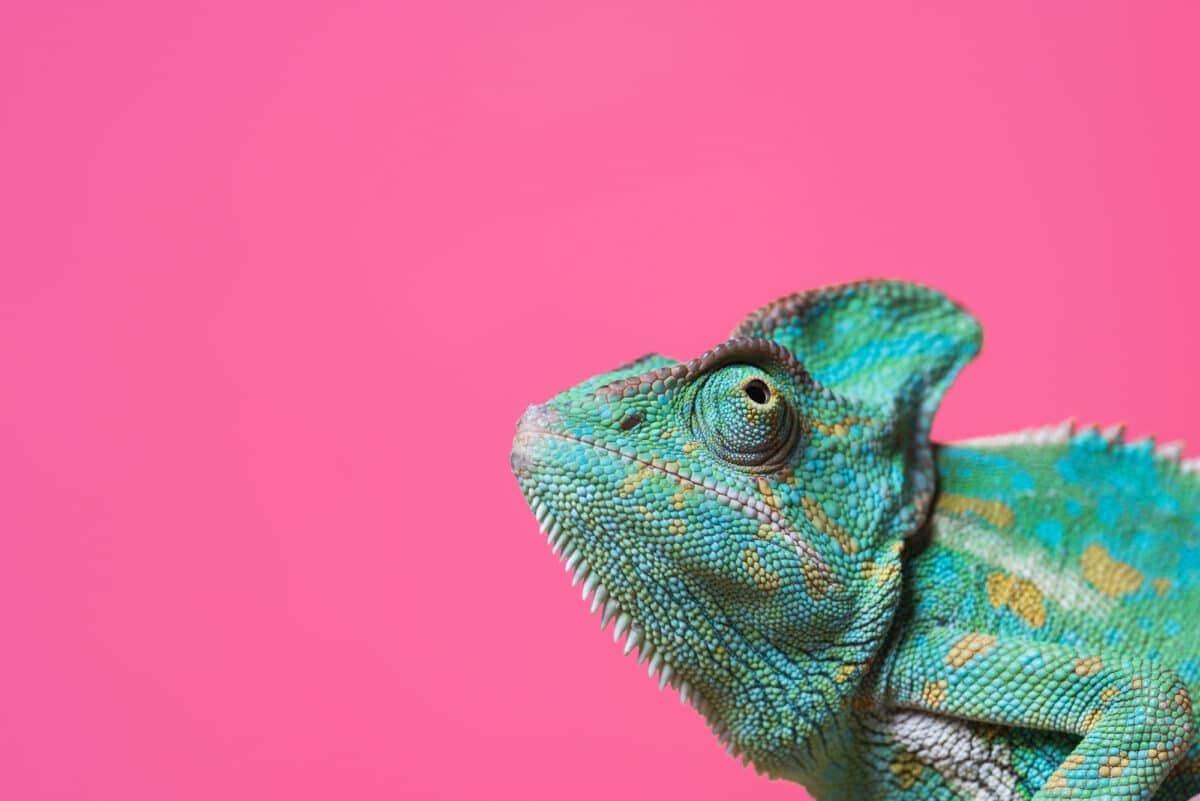 chameleon